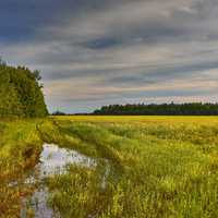 Wetlands landscape under the clouds