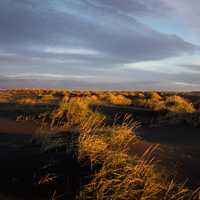 Wind-blown grass on the landscape