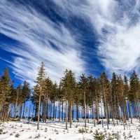 Windy Clouds over the trees