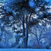 Winter snow and forest and trees