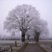 Winter Trees with path and road