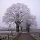 Winter Trees with path and road