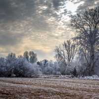 Winter with snow on the ground landscape