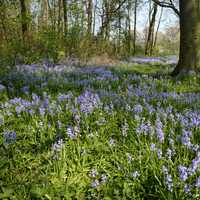 Woods with grasses and flowers