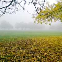 Yellow leaves under the tree during a foggy morning