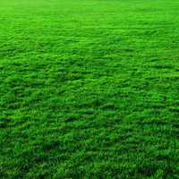 Green Grass Background