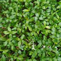 Green leaves background after a rain