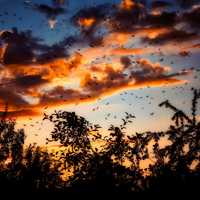 Birds in the sky in Dusk