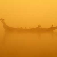 Birds on a log on a lake in the mist