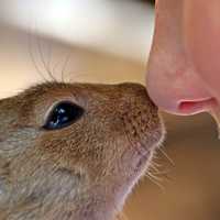 Boy and African Ground Squirrel touching Noses