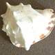 Conch shell