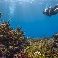 Diver in the Coral Reef