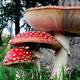 Fly Agaric Poisonous mushroom