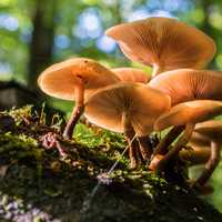 Group of Mushrooms growing in the woods