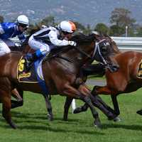 Horse Racing contestants in a race