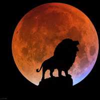 Lion howling at the Red Moon