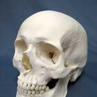 Modern Human Skull