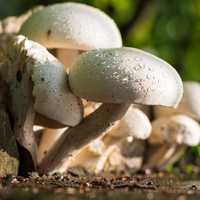 Mushrooms growing in the woods