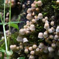 Mushrooms in the forest