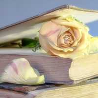 Open Book with Rose in it