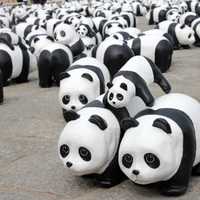 Panda Bear Herd toys