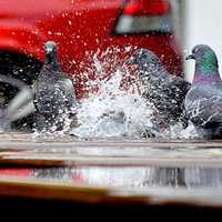 Pigeons splashing in Puddles