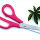 Pink Scissors image