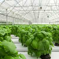 Plants in the green house