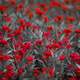 Red Flowers on monochrome field