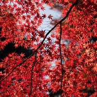 Red Leaves on a tree
