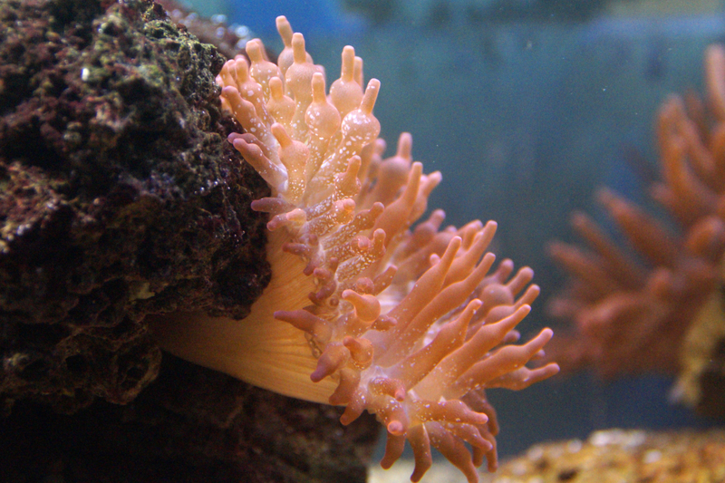 Sea Anemone in the Ocean image - Free stock photo - Public Domain photo ...