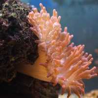 Sea Anemone in the Ocean