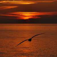 Seagull over the water at Sunset