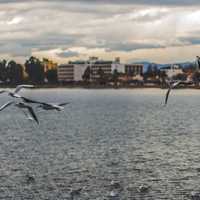 Seagulls over the water with city in the backgroound