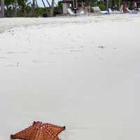 Seastar on the beach 