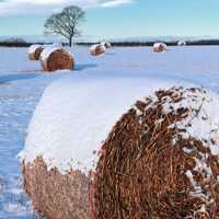 Snow on hay bales