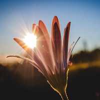 Sunlight shining between petals of a flower