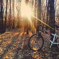Sunlight shining through Trees onto bike