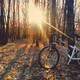 Sunlight shining through Trees onto bike