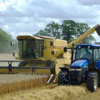 Tractors working in the grain field