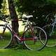 Two Bikes parked under tree