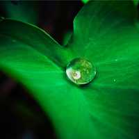 Water Droplet in center of leaf