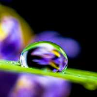 Water Droplet on Leaf