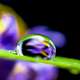 Water Droplet on Leaf