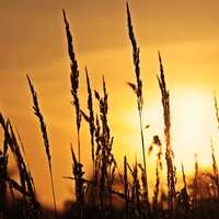 Wheat stalks in the sunlight