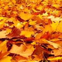 Yellow Leaves on forest floor