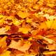 Yellow Leaves on forest floor