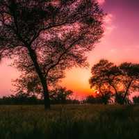 Sunset behind the trees in Pakistan