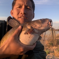 Asian man holding fat Channel Catfish