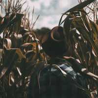 boy-in-cornstalks